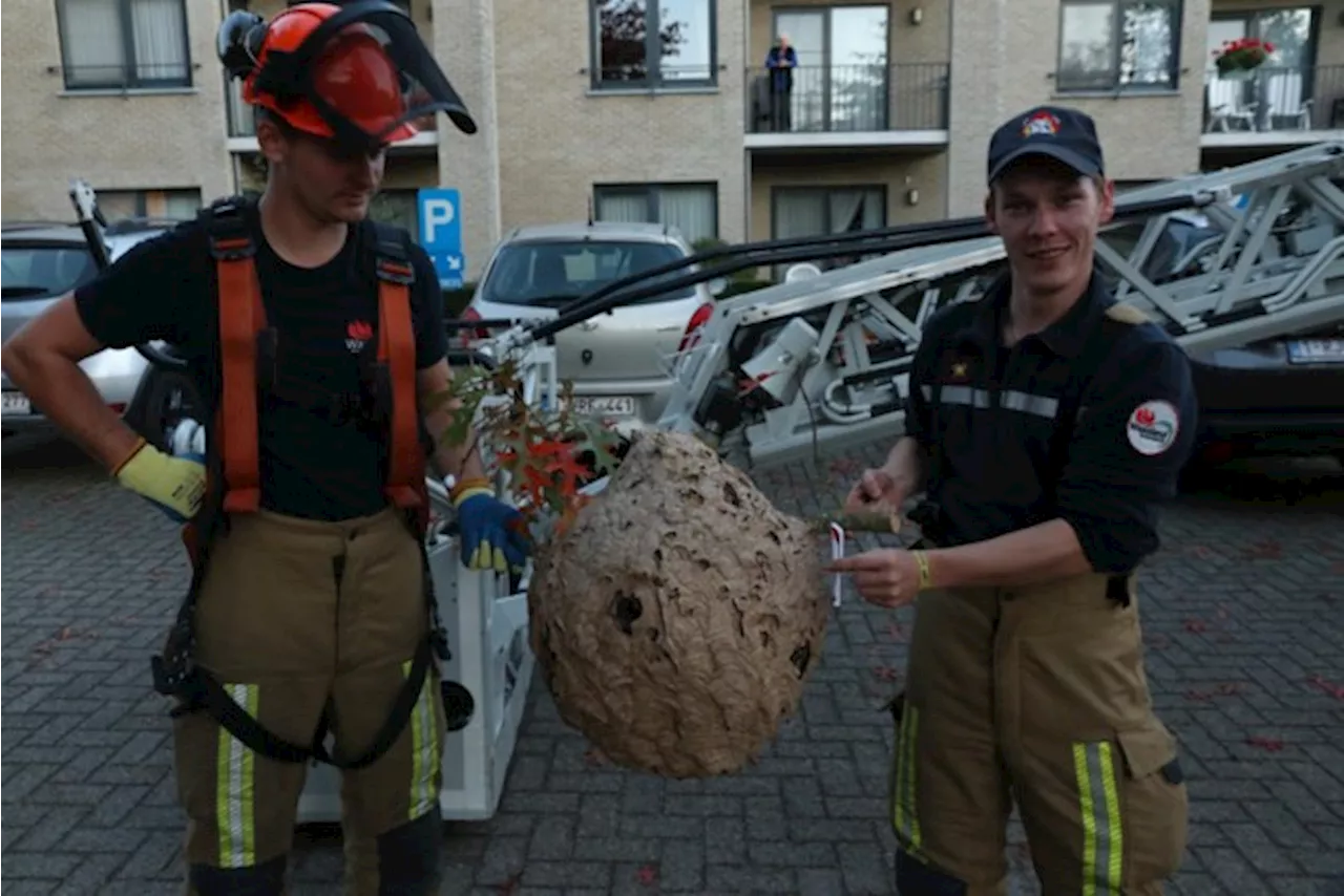 Brandweer haalt groot nest Aziatische hoornaars uit boom