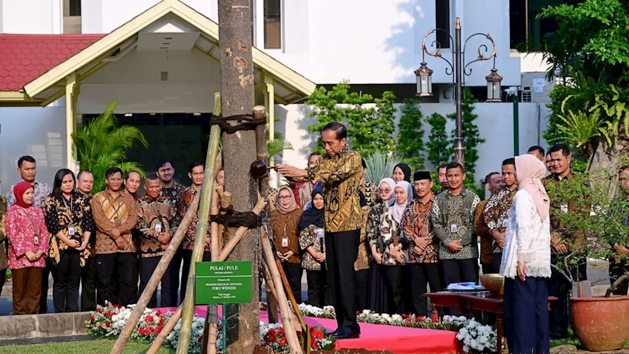 Kenangan Presiden Jokowi Ada Pada Pohon Pule di Halaman Istana Jakarta