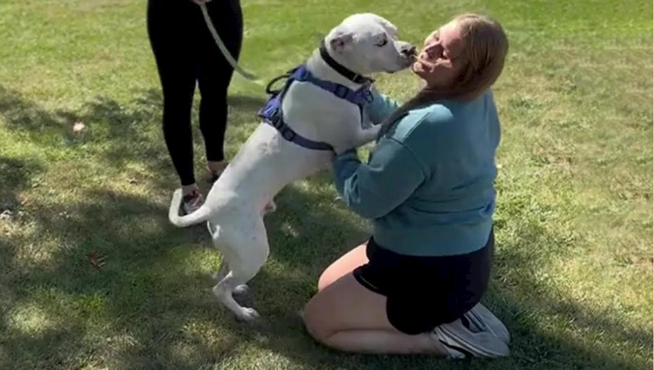 Donna ritrova il cane affidato anni prima e lo adotta