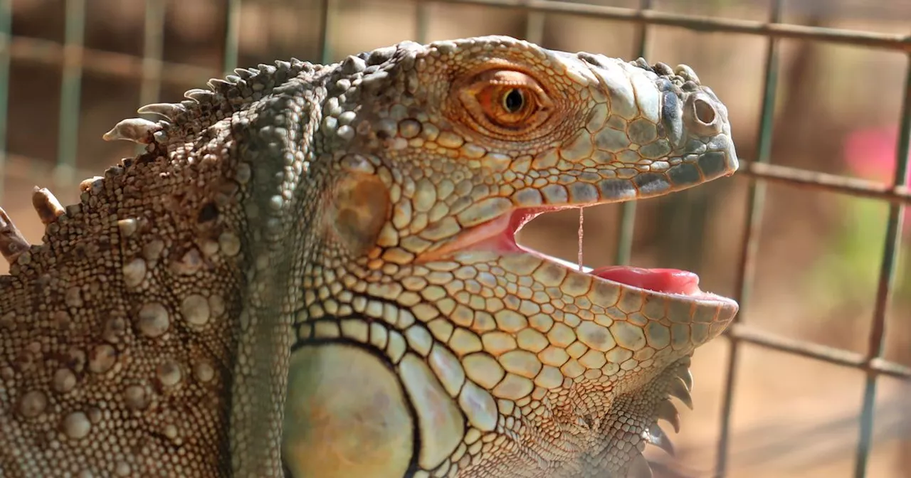 Endangered iguana died from injuries after sex in Dublin Zoo