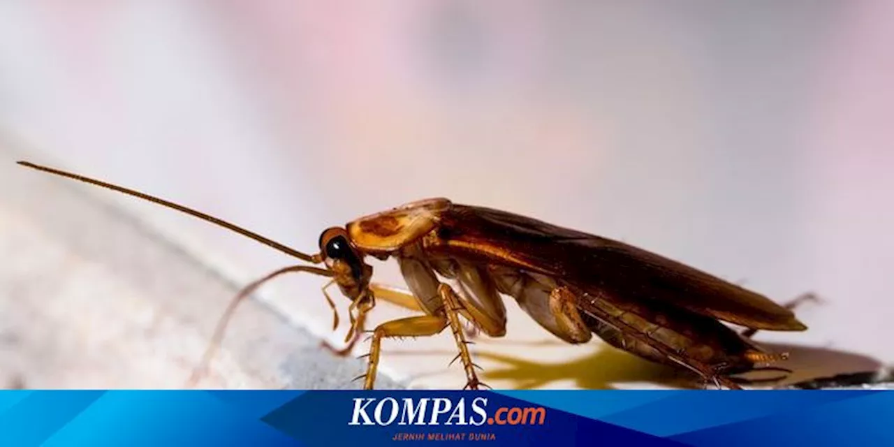 7 Cara Membasmi Kecoak dari Rumah