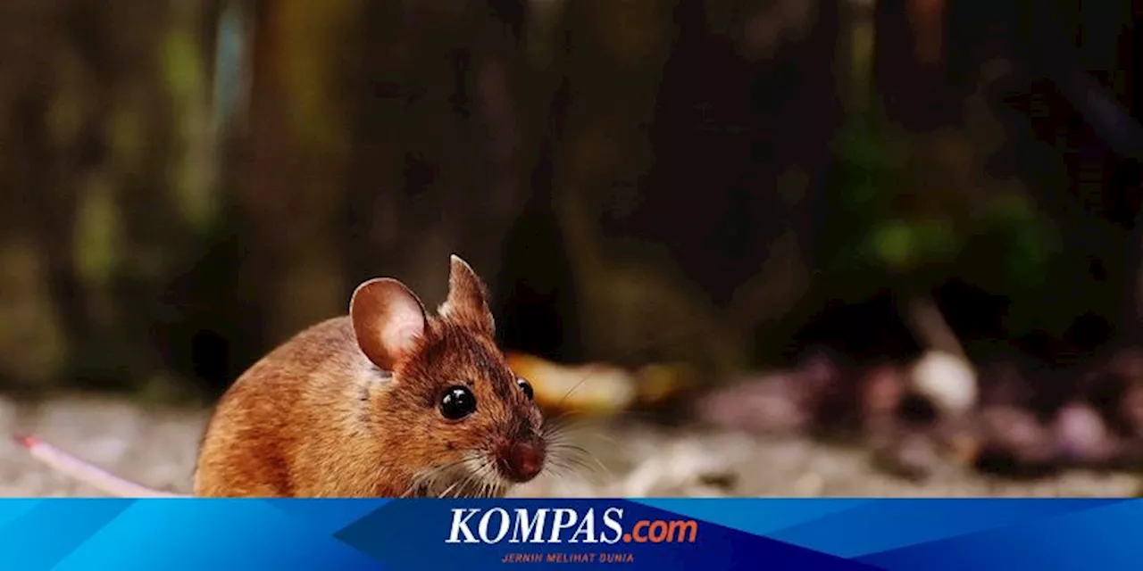 Cara Membasmi Tikus di Atap Rumah