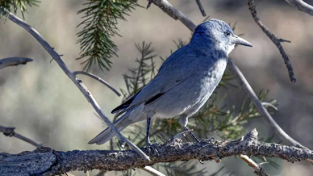 'In limbo': Nonprofit plans legal action, pushes to protect this southern Utah bird