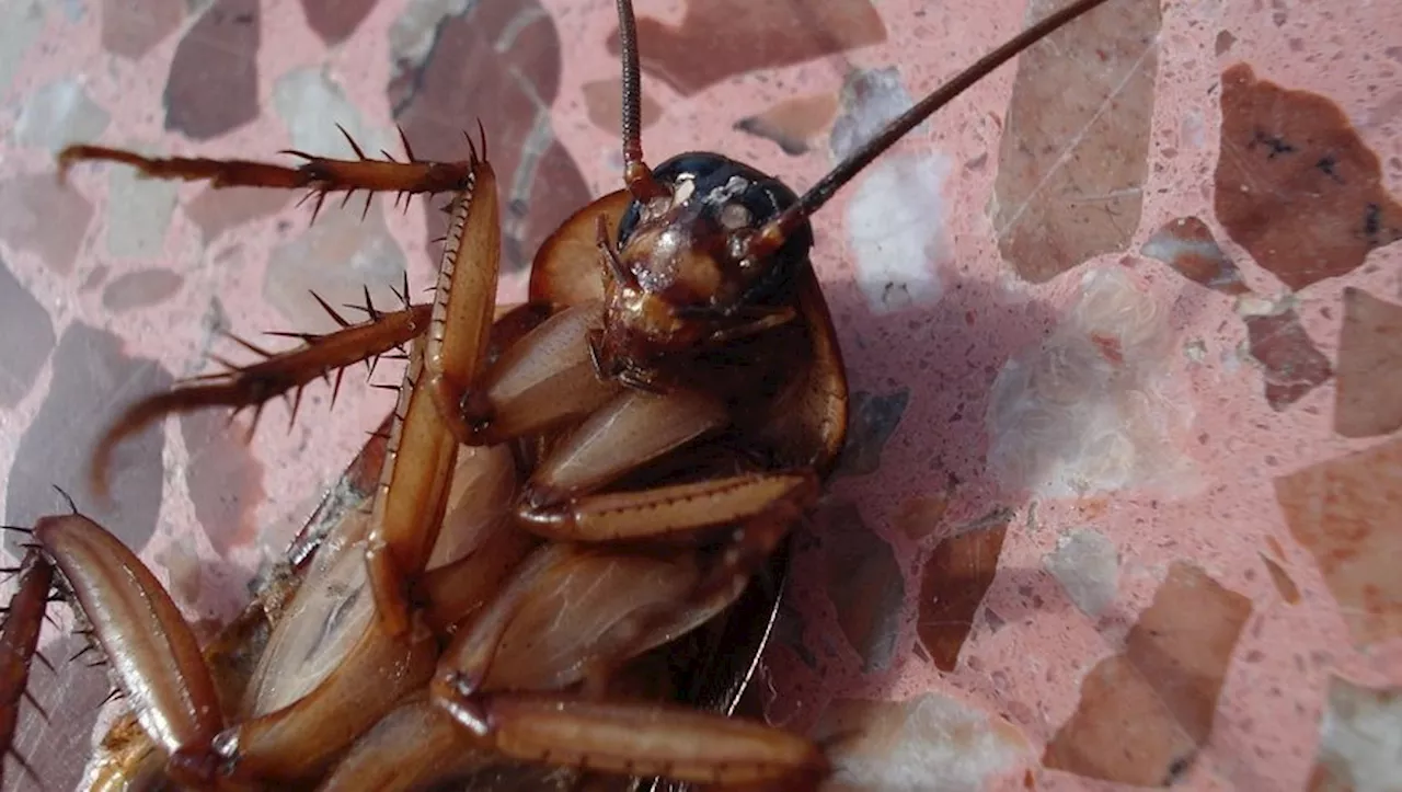 Opération 'lâcher de cafards' : des locataires exaspérés par les invasions amènent des insectes chez leur bail