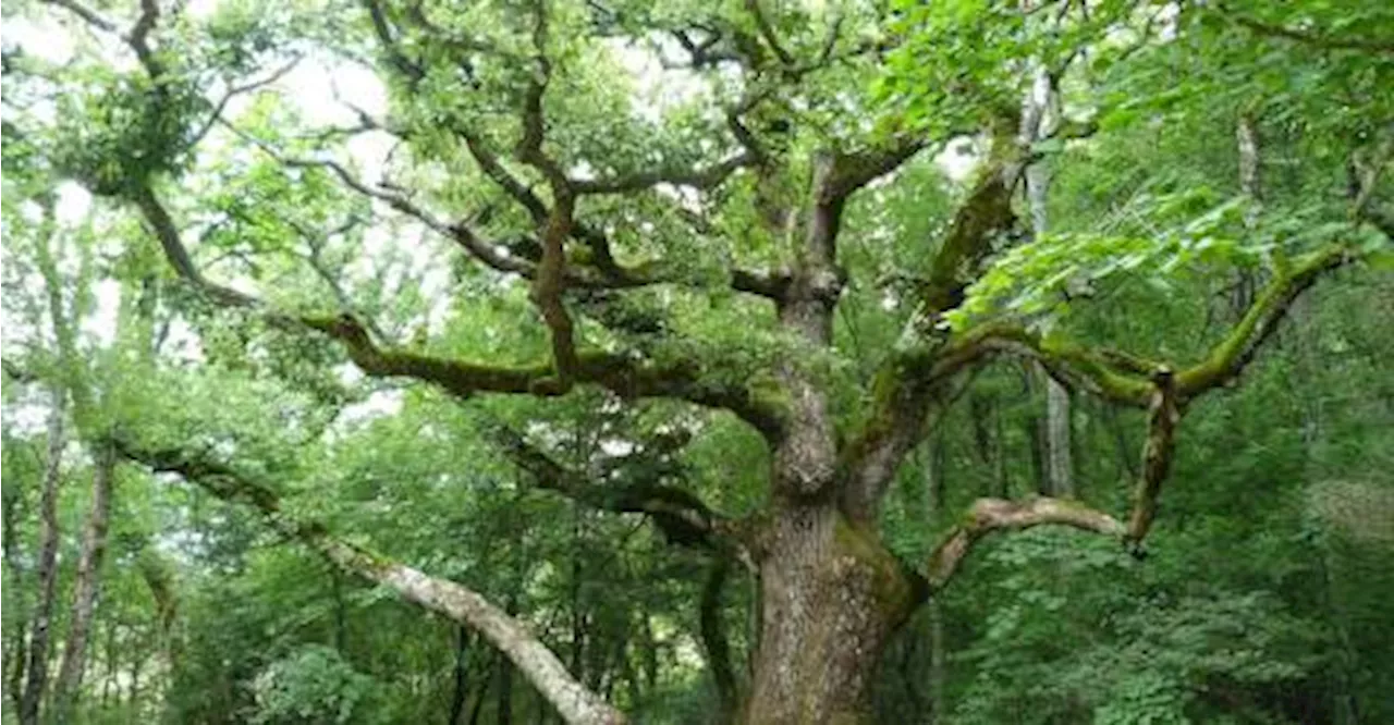 Nouveau projet pour la Forêt d’exception de la Sainte-Baume