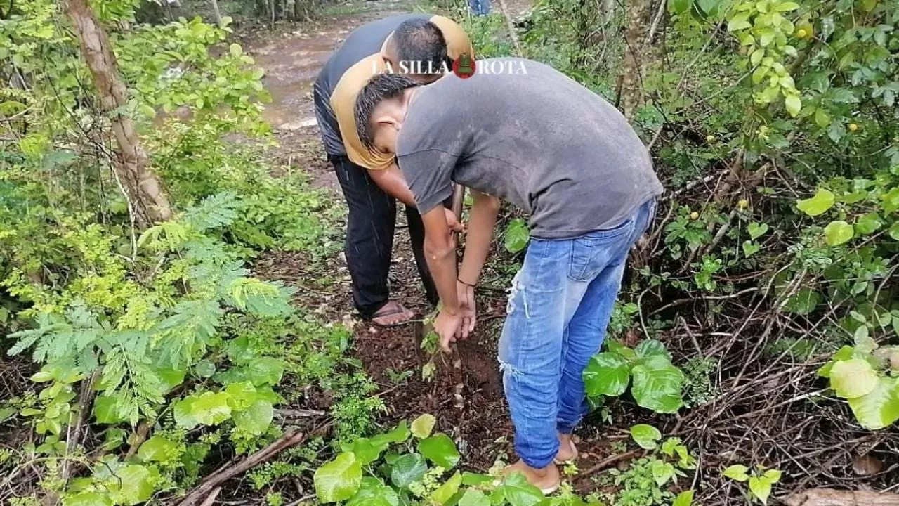 Contrata ICA a ejidatarios para reforestar zona del Tren Maya y les incumple