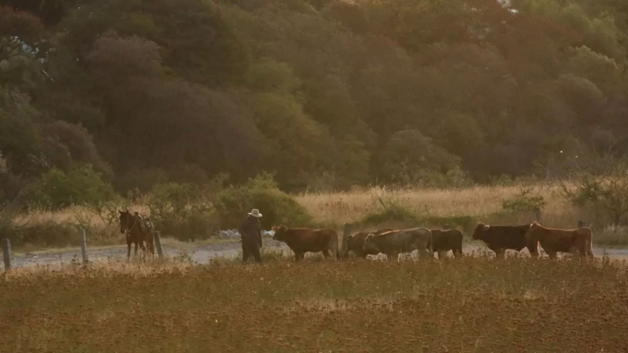 Cuatreros del siglo XXI: bandidos se llevan vacas de madrugada en León