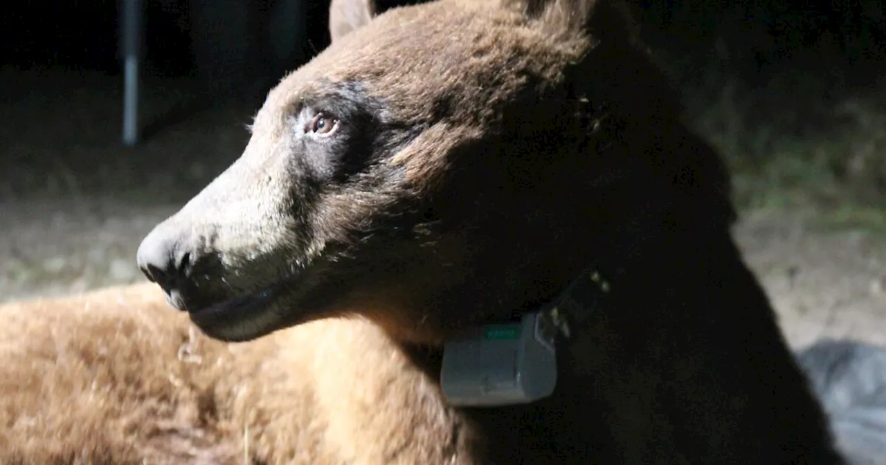 Rare bear sighting in San Fernando Valley appears to be the same 'nomadic' female