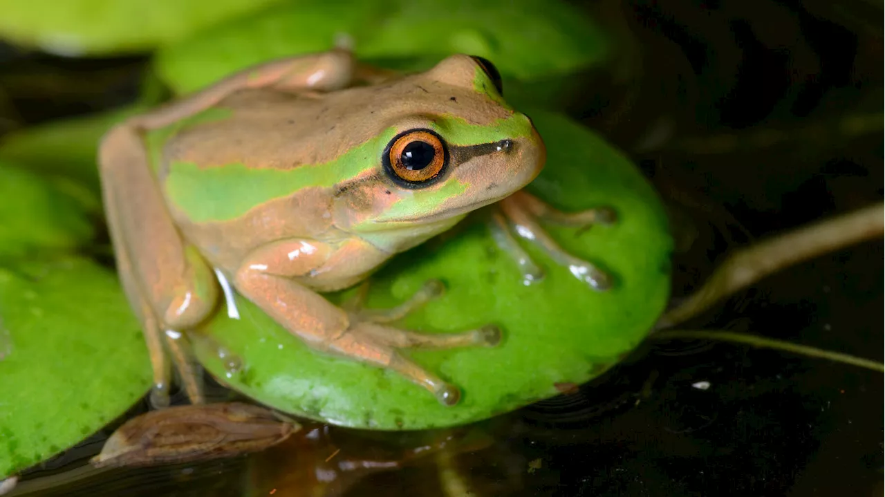 Avant la COP16, la Colombie remplace son hymne par des chants de grenouilles et d’oiseaux