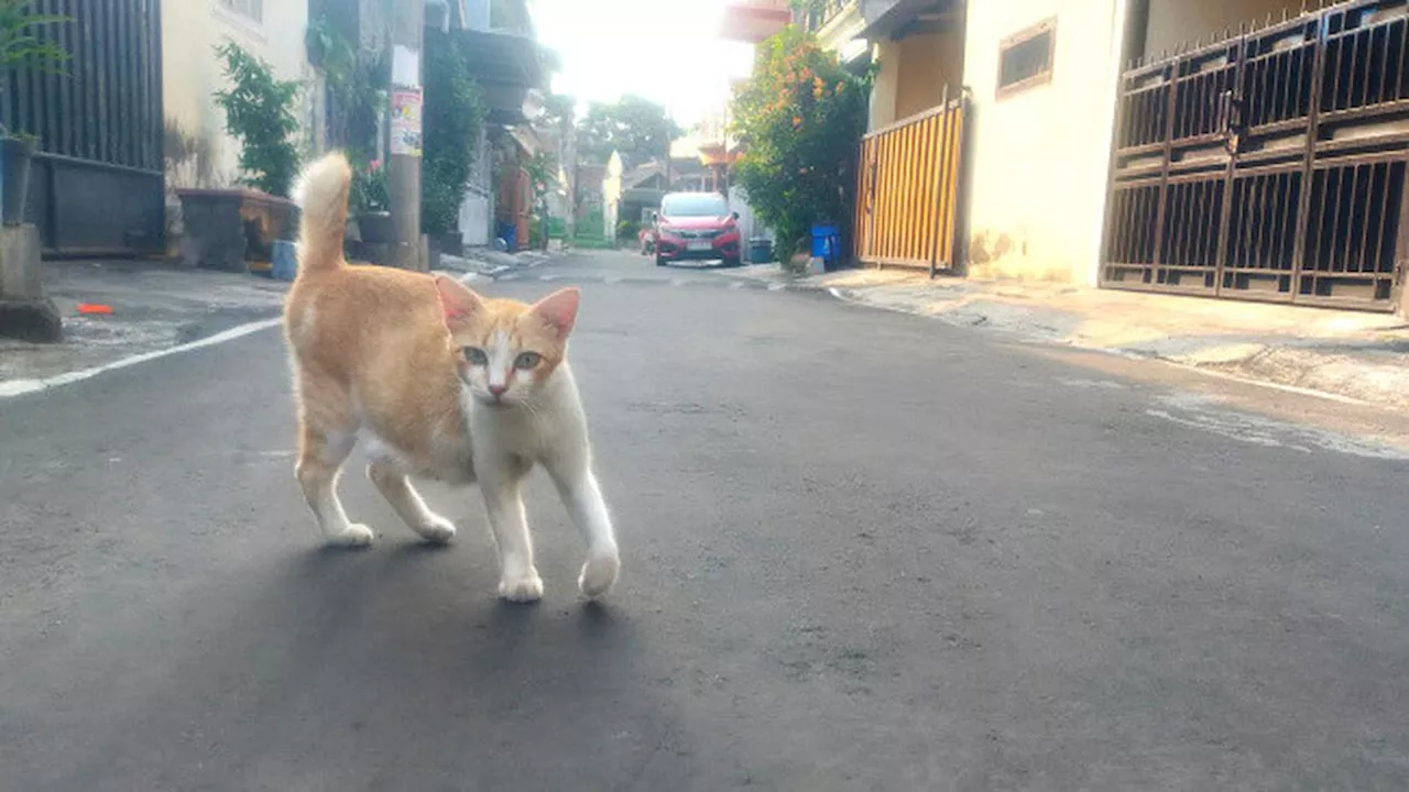 Heboh Belasan Kucing Mati Massal di Malang, Kuat Dugaan Diracun