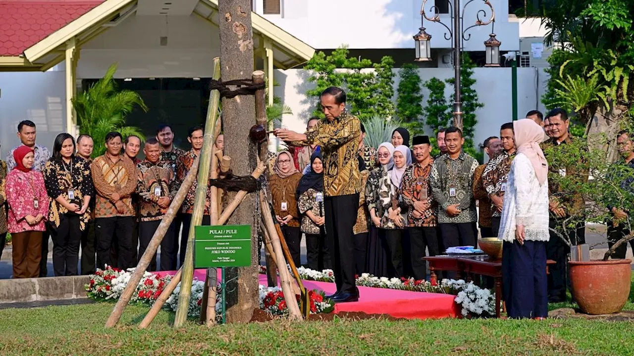 Jokowi Tanam Pohon Pulai di Istana Kepresidenan Jakarta Jelang Pensiun, Ini Maknanya