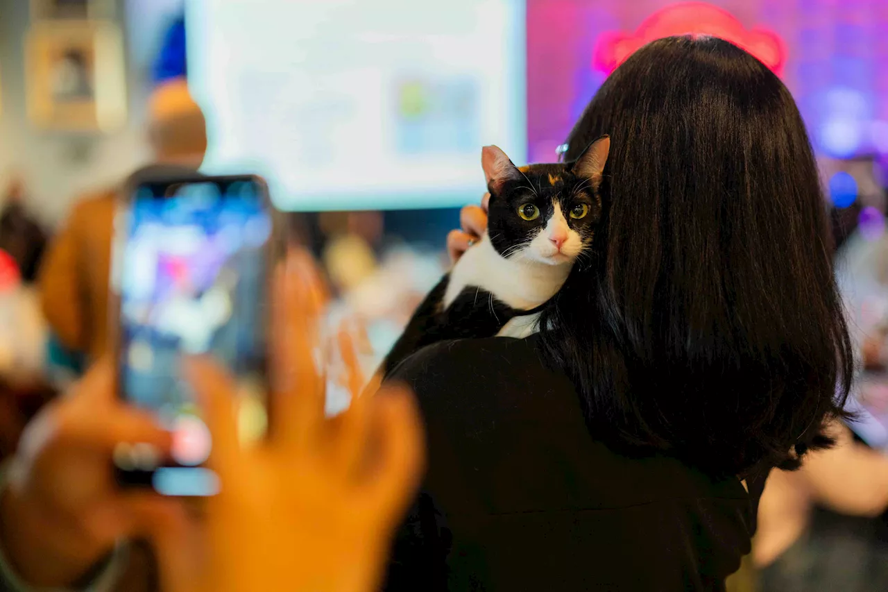 Hard Rock Cafe Manila champions feline welfare with Global Cat Day seminar