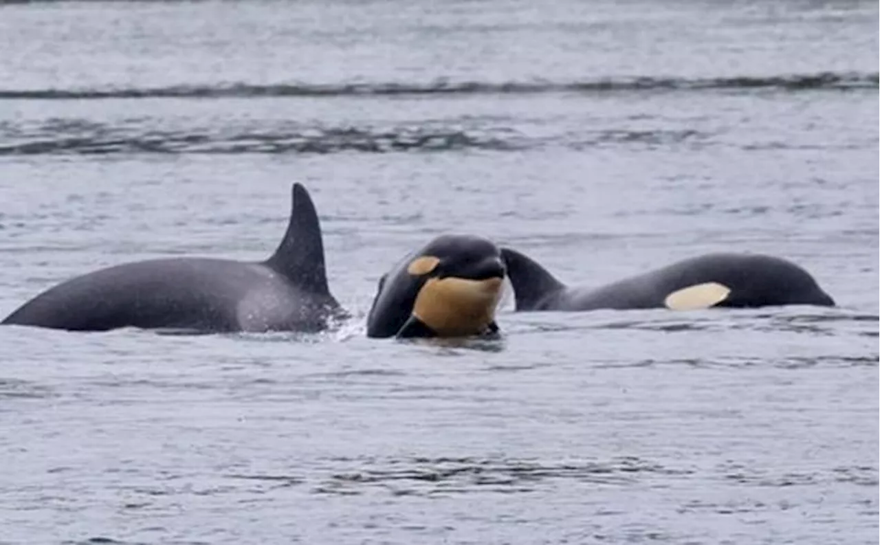 Populasi Paus Pembunuh di Pasifik Selatan Terancam Apakah Krisis Ekosistem Salish Sea Menjadi Penyebabnya