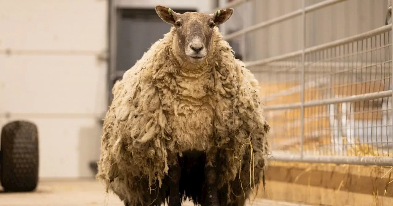 Britain's 'loneliest sheep' has forgotten how to be a sheep after two years on cliff