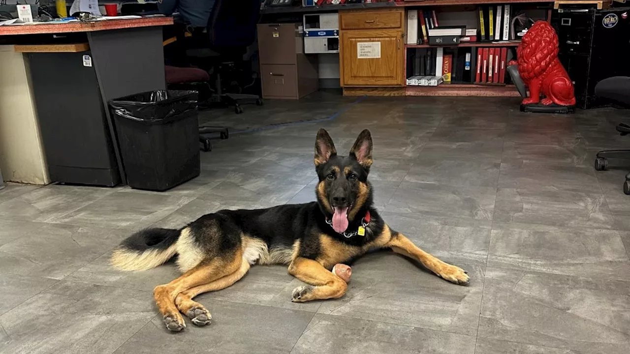 Former shelter dog finds new home and new job supporting New Jersey State Police