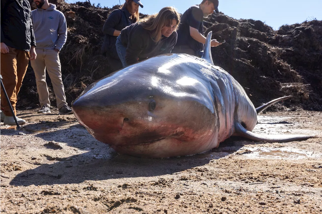 Great white shark that washed up on Cape Cod beach was male named ‘Koala'