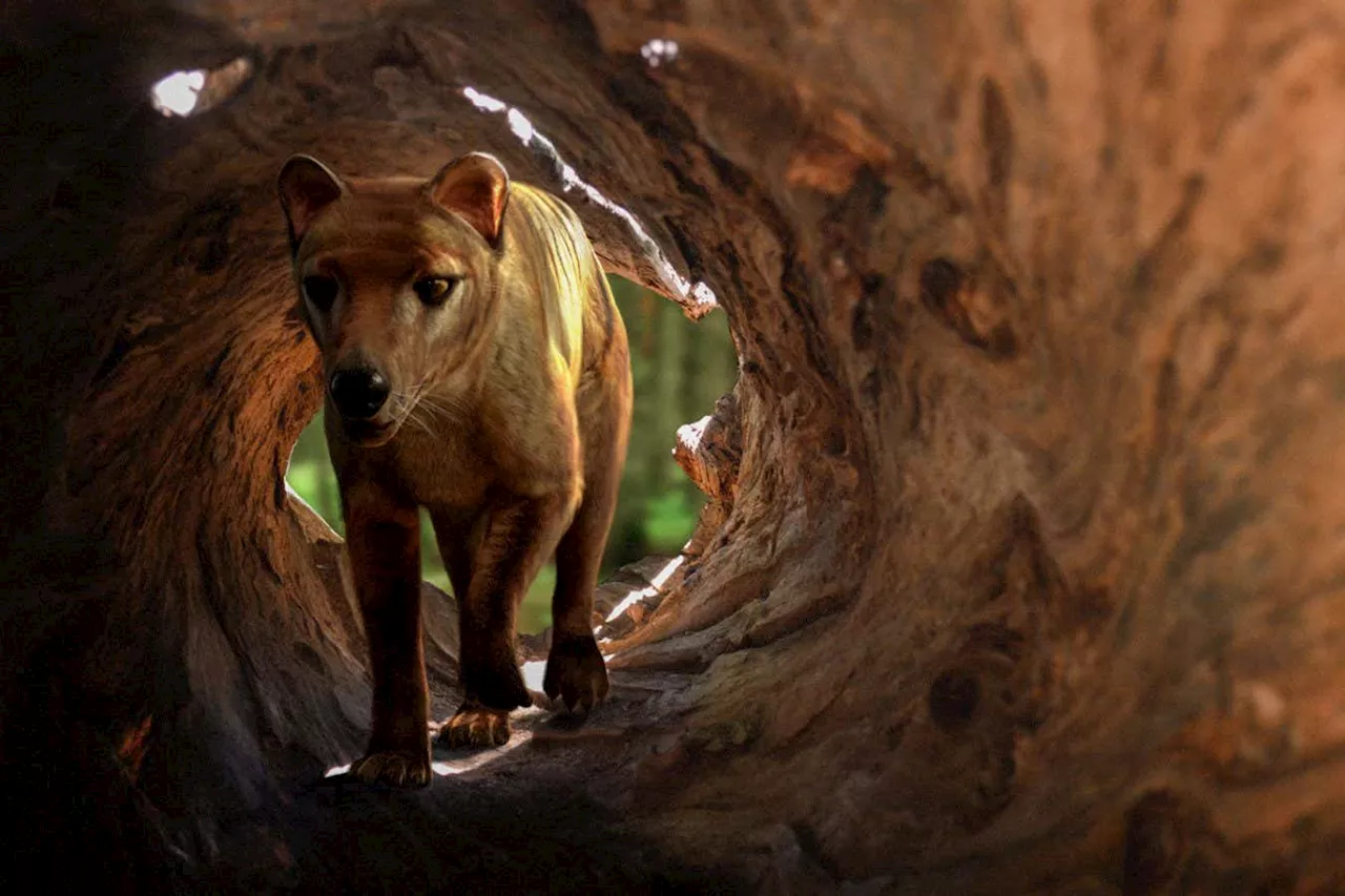 De-extinction company claims it has nearly complete thylacine genome
