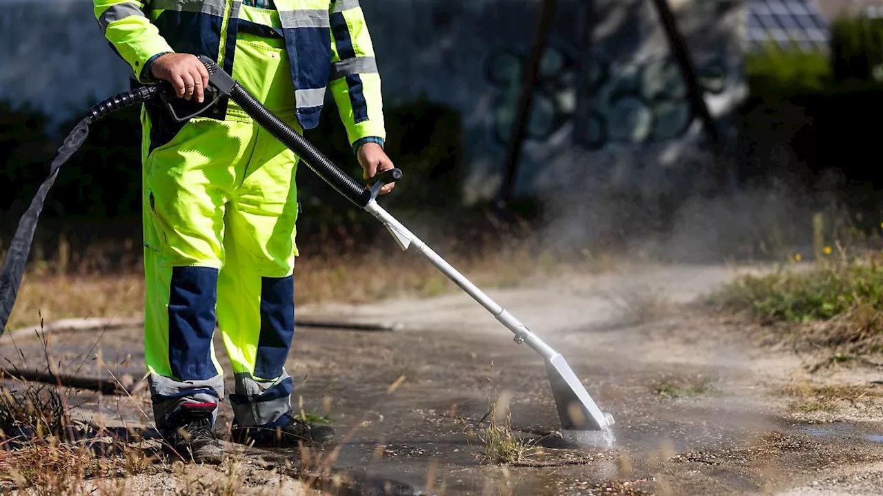 Neue Ameisenart 'Tapinoma magnum' in Rheinland-Pfalz stellt eine Gefahr dar