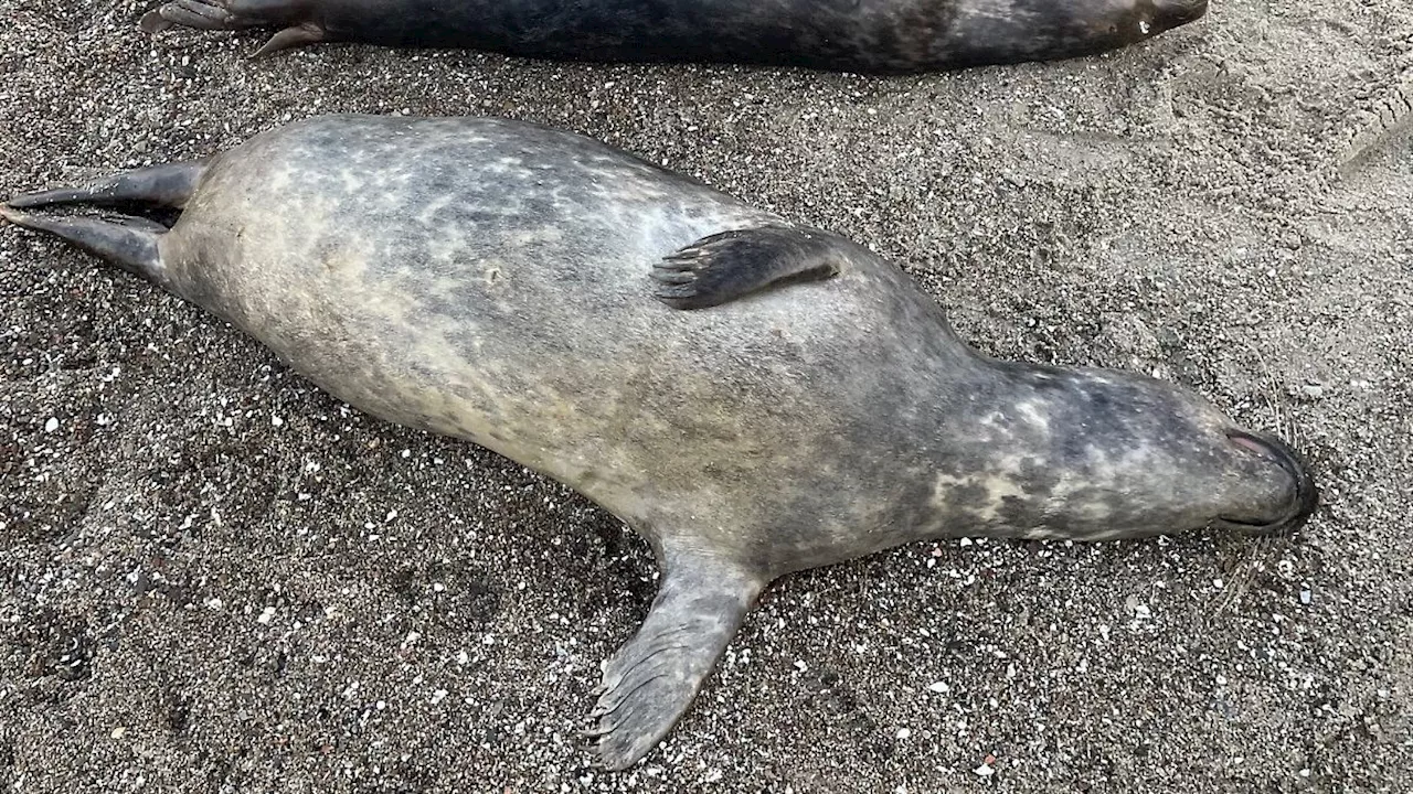 Rügen: 'Ungewöhnliche Häufung' von toten Robben an der Ostsee