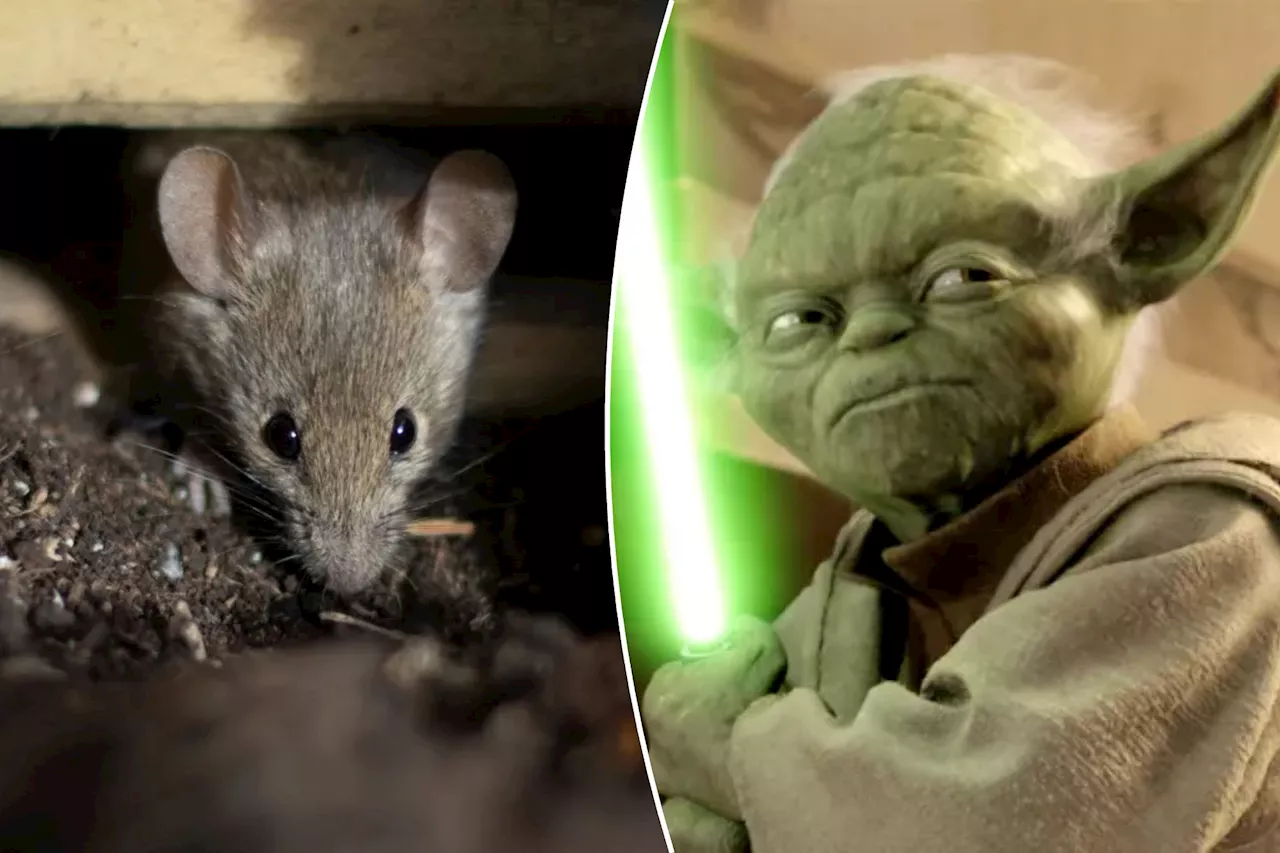 Rats have 'Jedi'-like sense of smell, groundbreaking study asserts: 'Seems like magic'