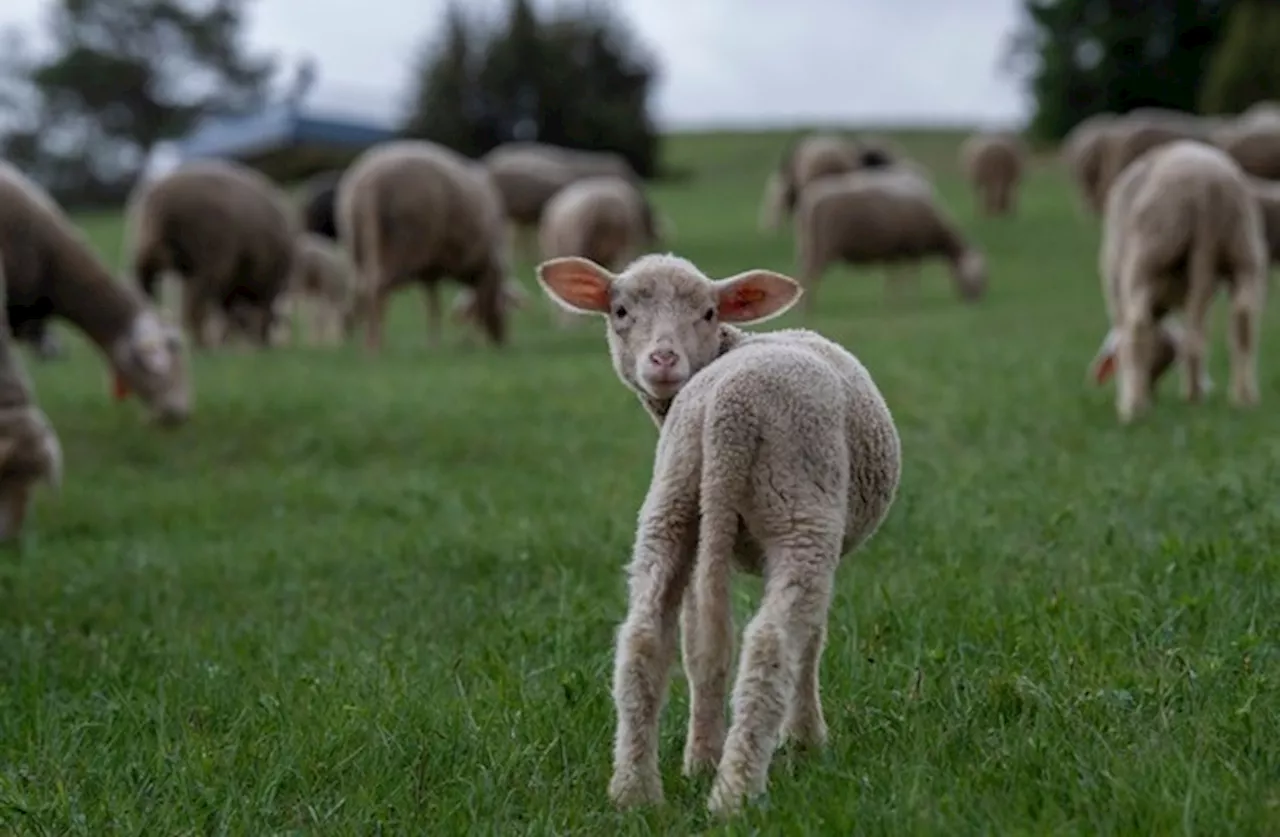 Neuer VIER PFOTEN-Bericht: Nach wie vor werden Millionen Lämmer für die australische Wollproduktion...