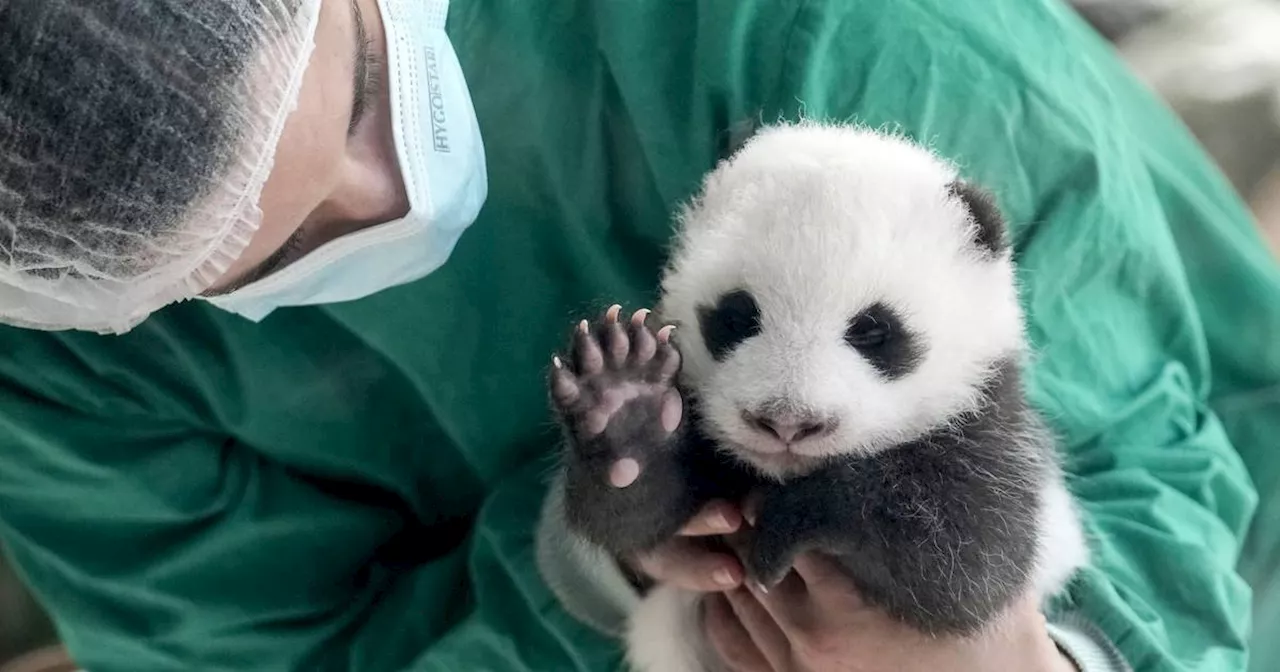 Zoo Berlin: Panda-Nachwuchs wird zum ersten Mal Besuchern gezeigt