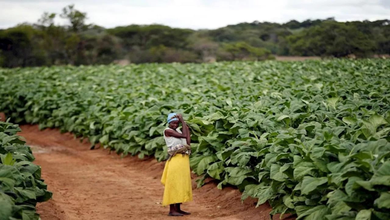 Zimbabwe To Pay $20 Million To Former Farm Owners Before Year's End