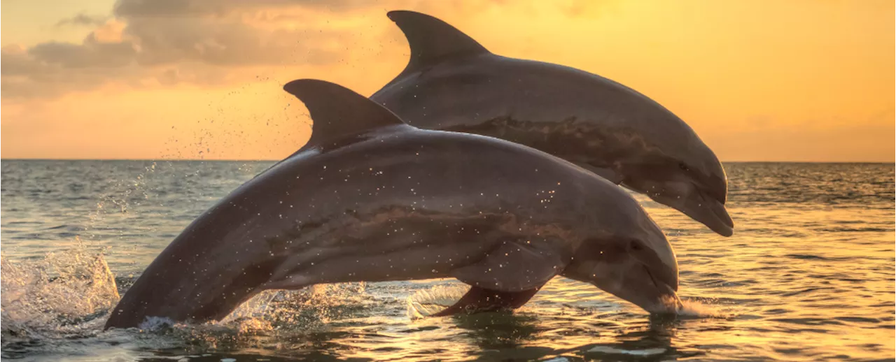 Scientists Detected Microplastics in Air Exhaled by Wild Dolphins