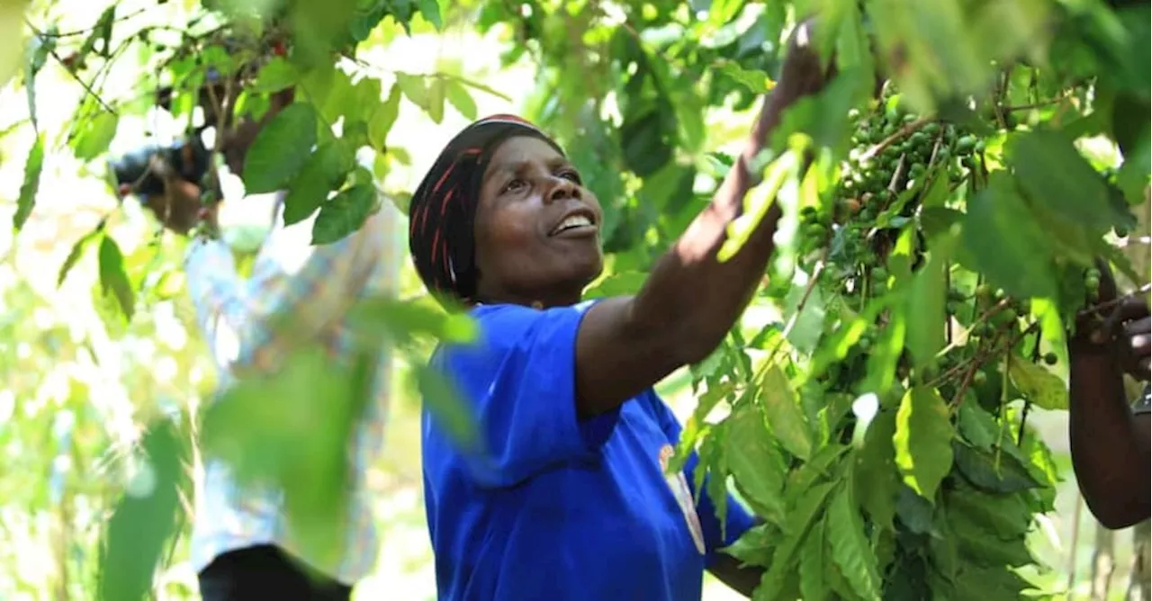 Nzatu, start up per coltivare caffè sostenibile tra Uganda, Zambia e Parma