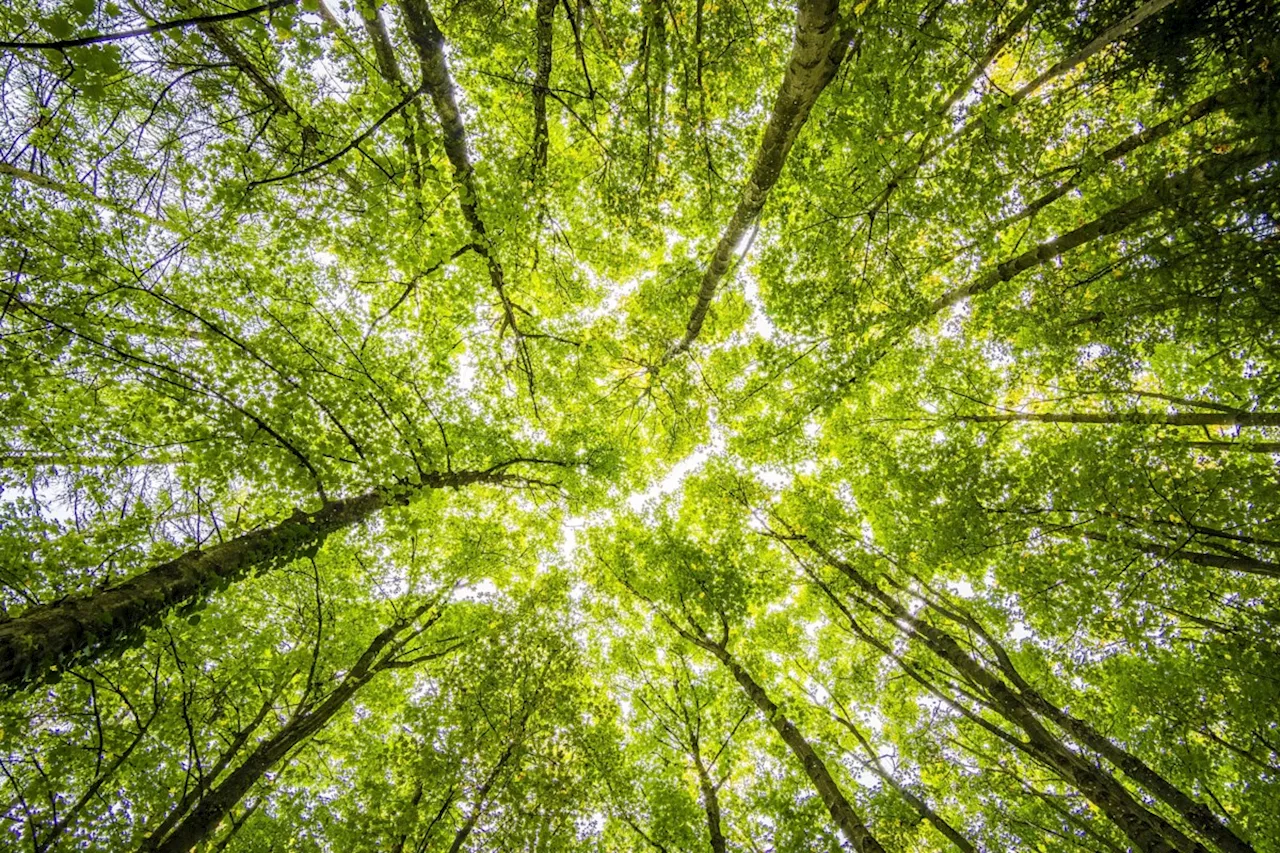 'Branches in time' marks 125th year of Canadian Forest Service