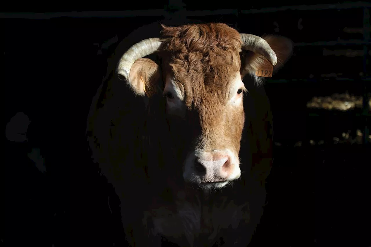 Agriculture : « 45 millions d’euros » d’aides PAC versées aux exploitations de Dordogne