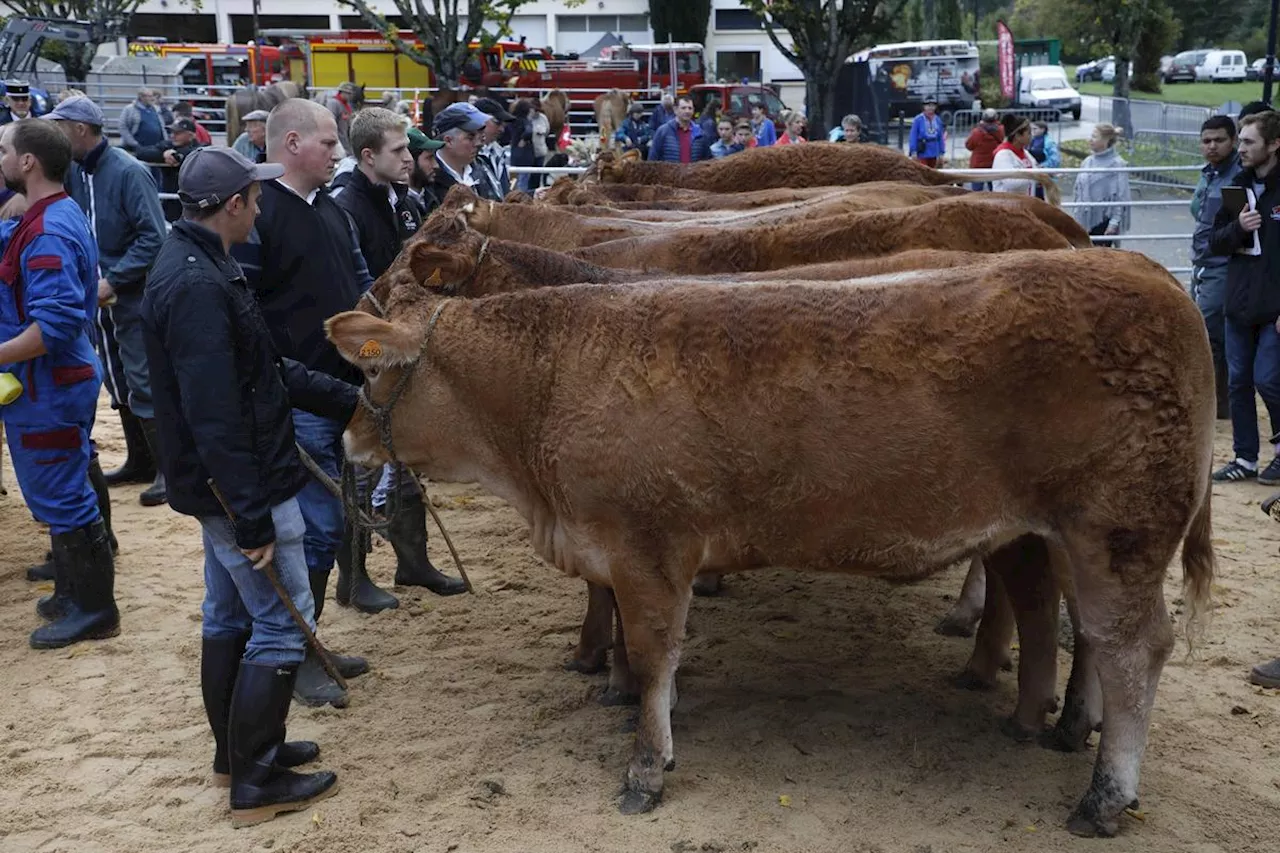 Dordogne : un choix de sorties entre rassemblements festifs et animations pour enfants