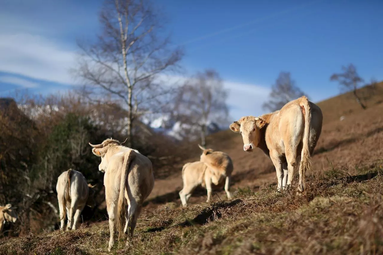 Il emmène à l’abattoir des vaches saines à la place de vaches malades : un éleveur de blondes d’Aquitaine condamné