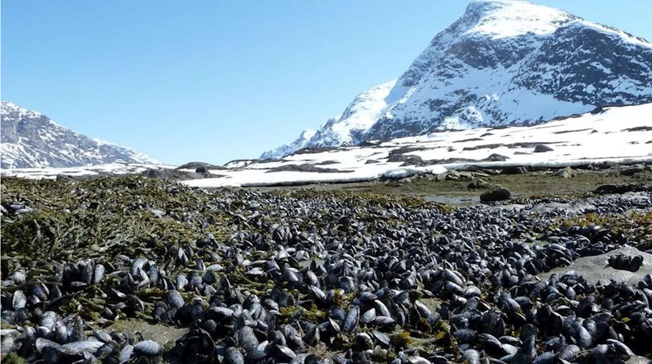 Les moules anciennes du Groenland, témoins des changements environnementaux du passé