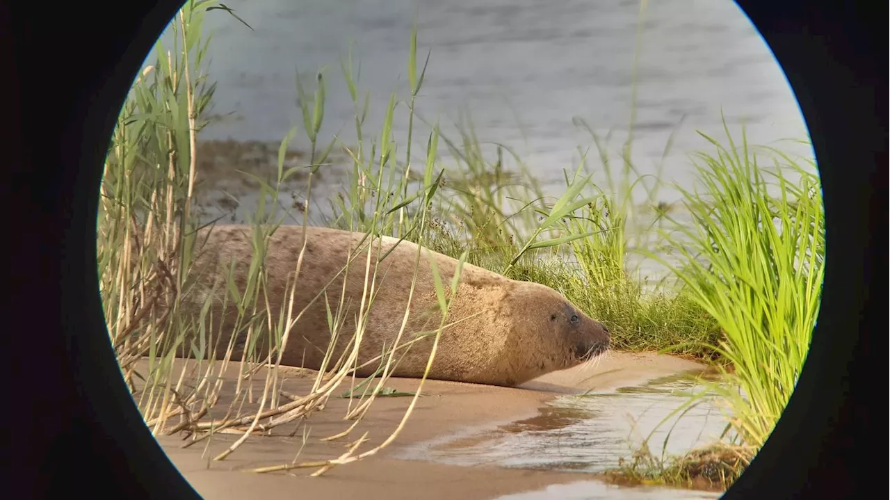 Ungewöhnlicher Gast: Seehund tummelt sich in der Oder bei Schwedt