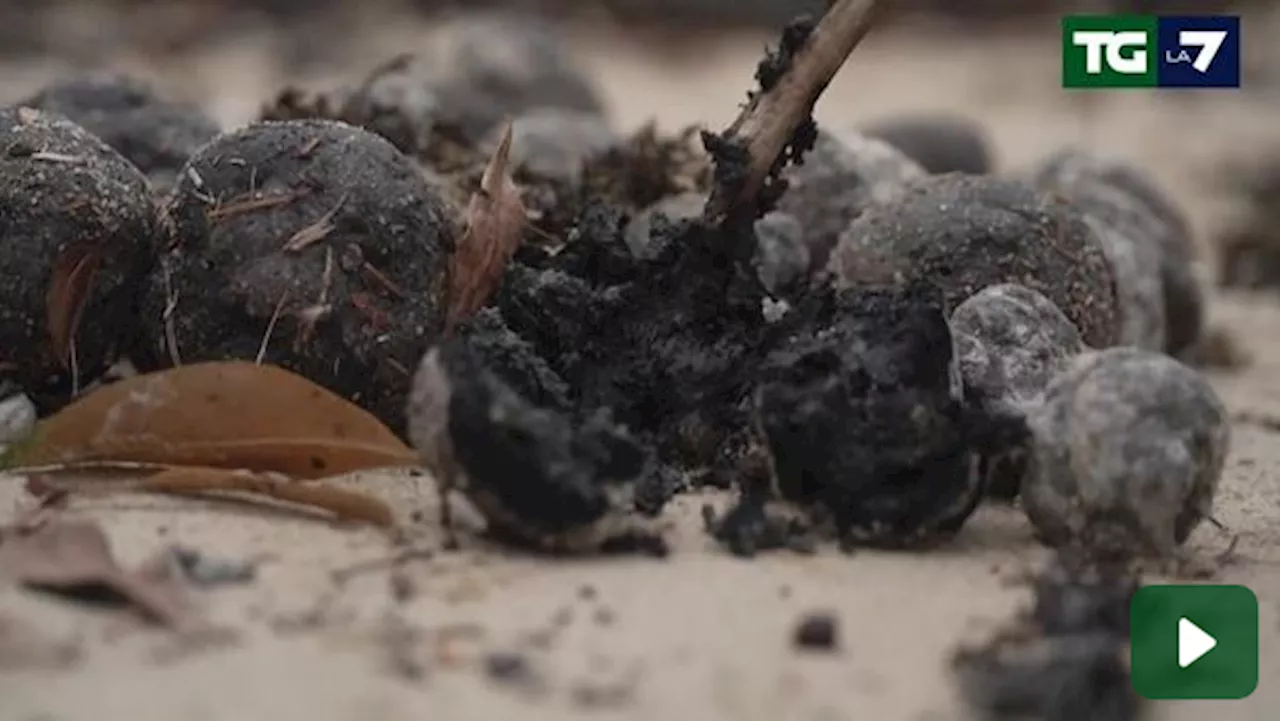 Misteriose sfere di catrame invadono le spiagge di Sydney