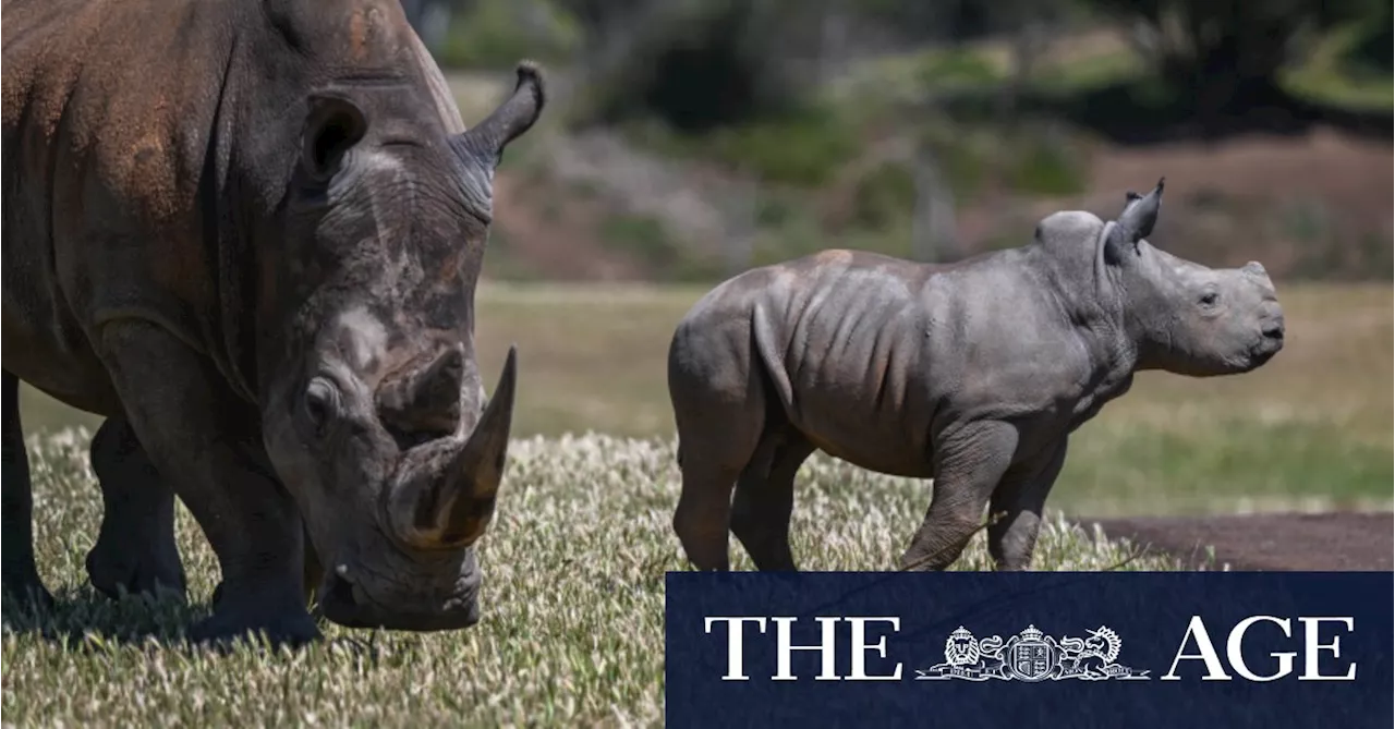 Life on the savannah: Rhino calf Jabulani charges into public view