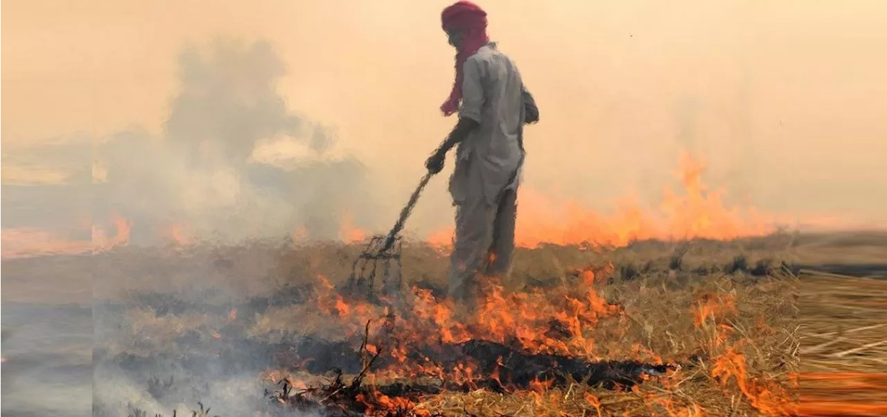 वायु प्रदूषण: सुप्रीम कोर्ट ने पराली जलाने को लेकर पंजाब और हरियाणा को फटकार लगाई