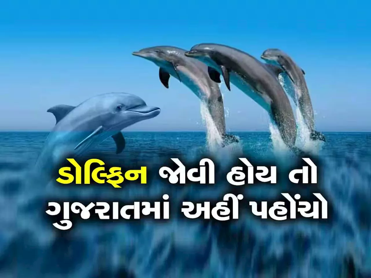 ગુજરાતીઓ માટે નવું ટુરિઝમ એટ્રેક્શન, આ દરિયાકાંઠે ફરી રહી છે 498 ડોલ્ફિન