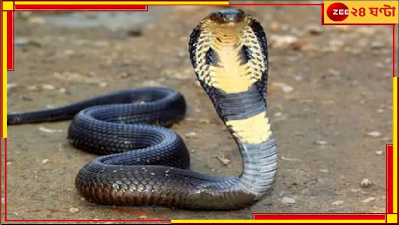 6 Feet Cobra: ৬ ফুটের কেউটের কামড় খেয়েও তরতাজা! জ্যান্ত সাপ ধরেই হাসপাতালে এসে হইচই কাণ্ড বৃদ্ধের...