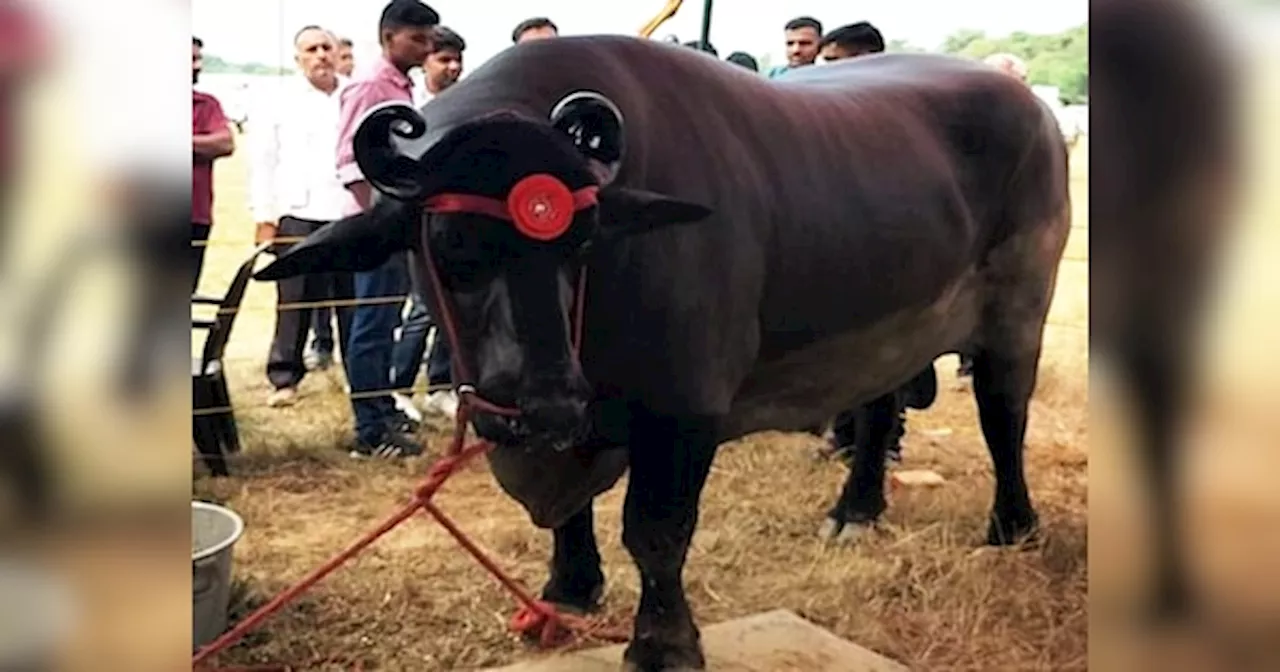 Anmol Buffalo: 23 करोड़ का भैंसा.. इसके सीमन की कीमत है लाखों में, खरीदने वालों की लगती है लाइन