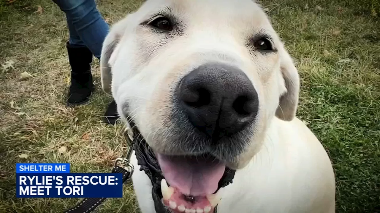 Meet Tori! A former puppy mill mama looking for a forever family after spending her life in a crate