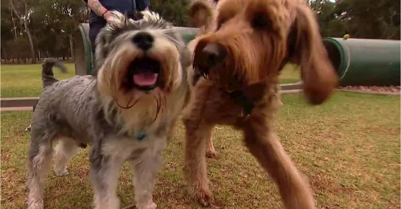 Strict new laws to crack down on unsafe pet food proposed in South Australia