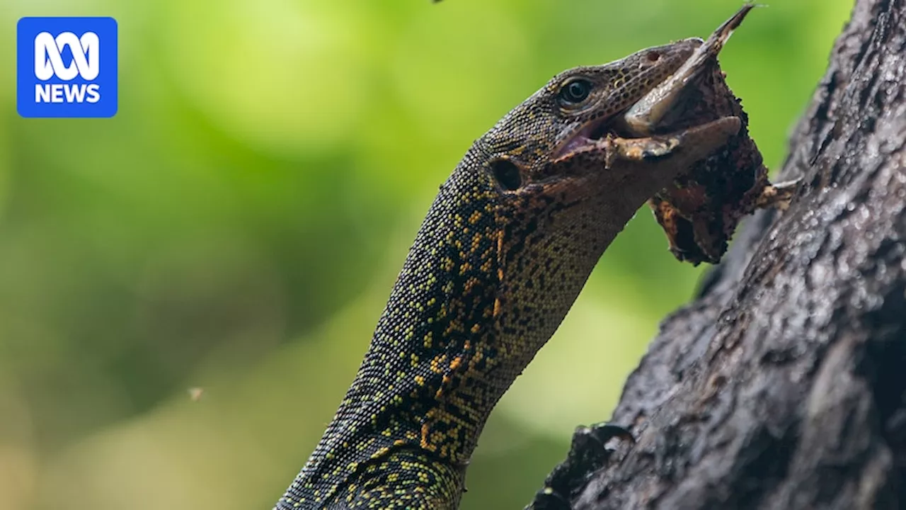 World-first monitor lizard eradication program aims to protect endangered turtles nesting on Micronesian island