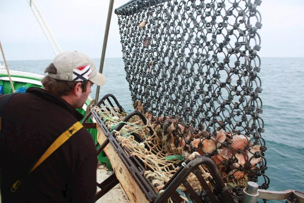 Coquille Saint-Jacques en Baie de Saint-Brieuc : 'un nouveau record sur les derniers 63 ans'