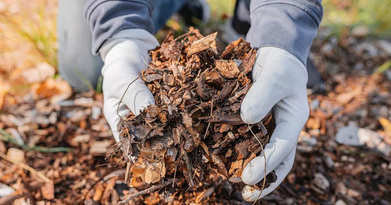 ‘Teaming With Microbes’ podcast: Fall gardening tips