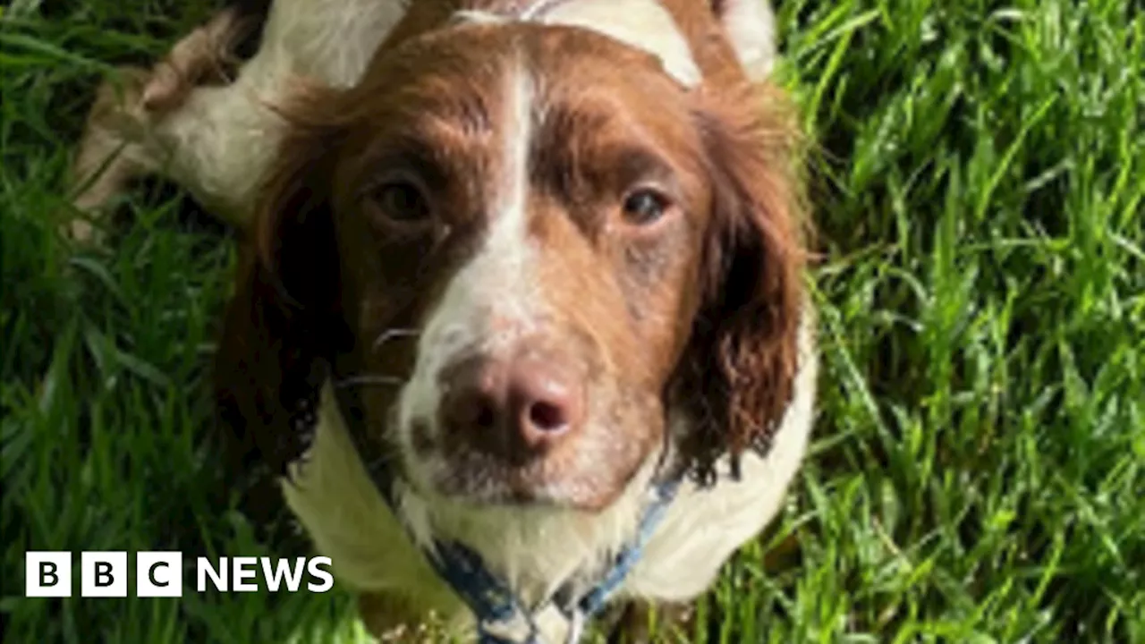 Six dogs found abandoned on Bodmin Moor