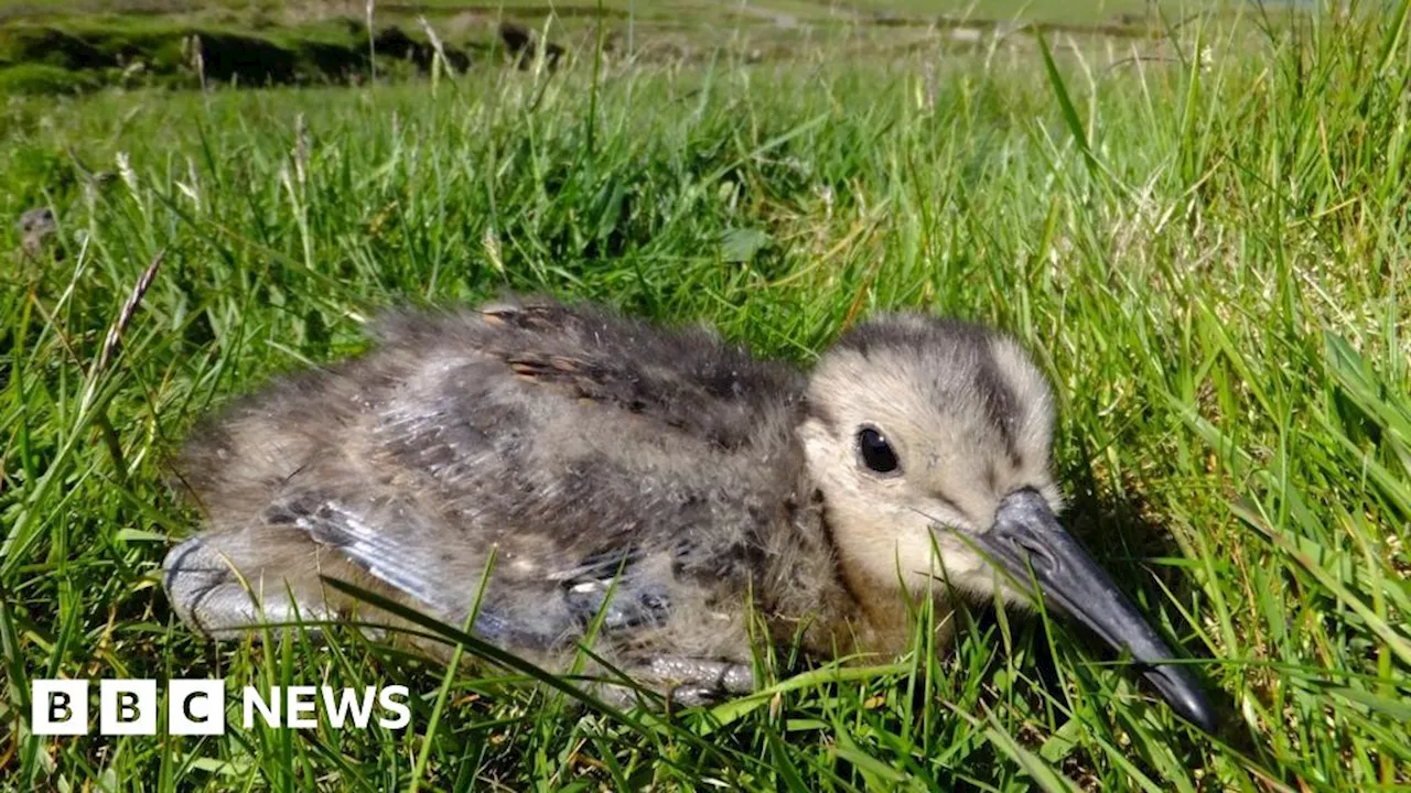 Wildlife conservationists form new Manx Nature Alliance