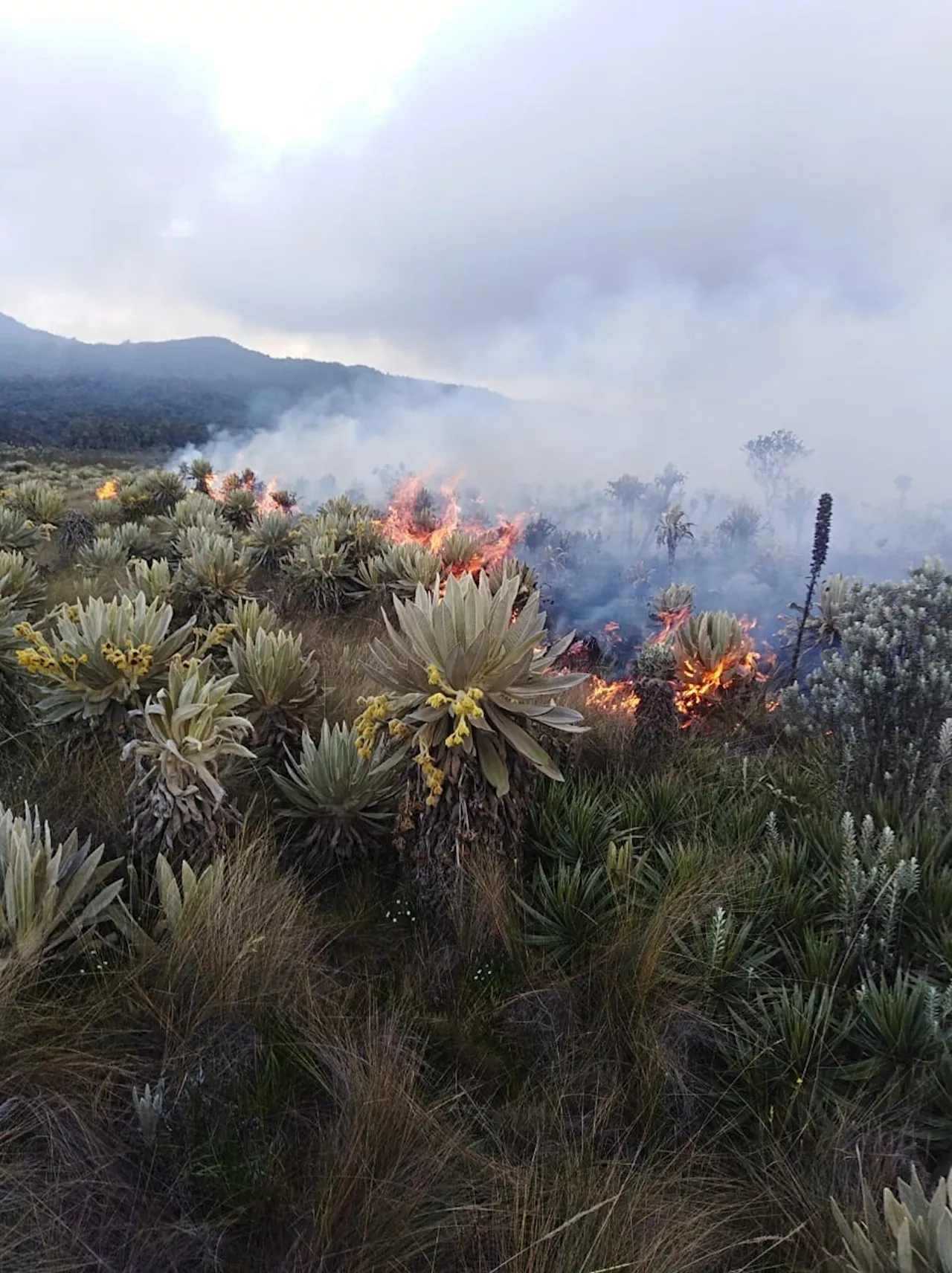 CAR Cundinamarca sancionará a responsables del incendio que afectó más de 180 frailejones