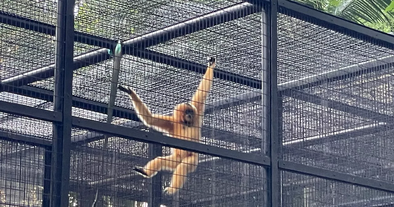 9 monkeys who died in Hong Kong's zoo in 2 days had been infected with melioidosis, officials say